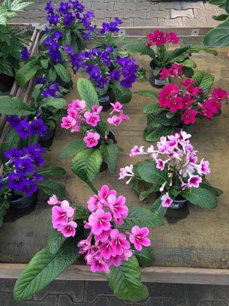 18.09.2020- Streptocarpus - Magazinul