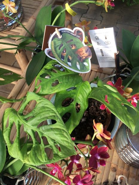 Noutate!! Frunze găurite.. - Magazinul