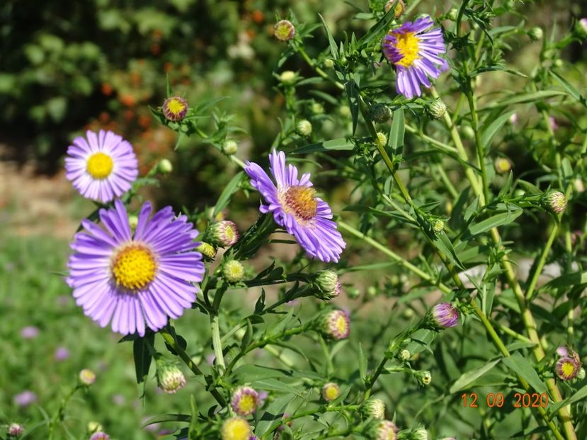 aster frickartii - Stancarie 2020 - inceputuri
