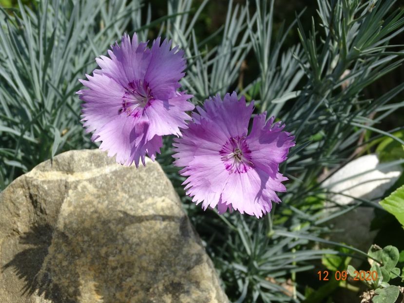 dianthous Double Rose - Stancarie 2020 - inceputuri