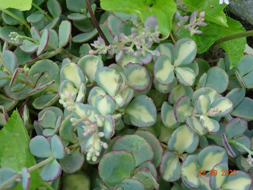 sedum sieboldii variegata - Stancarie 2020 - inceputuri
