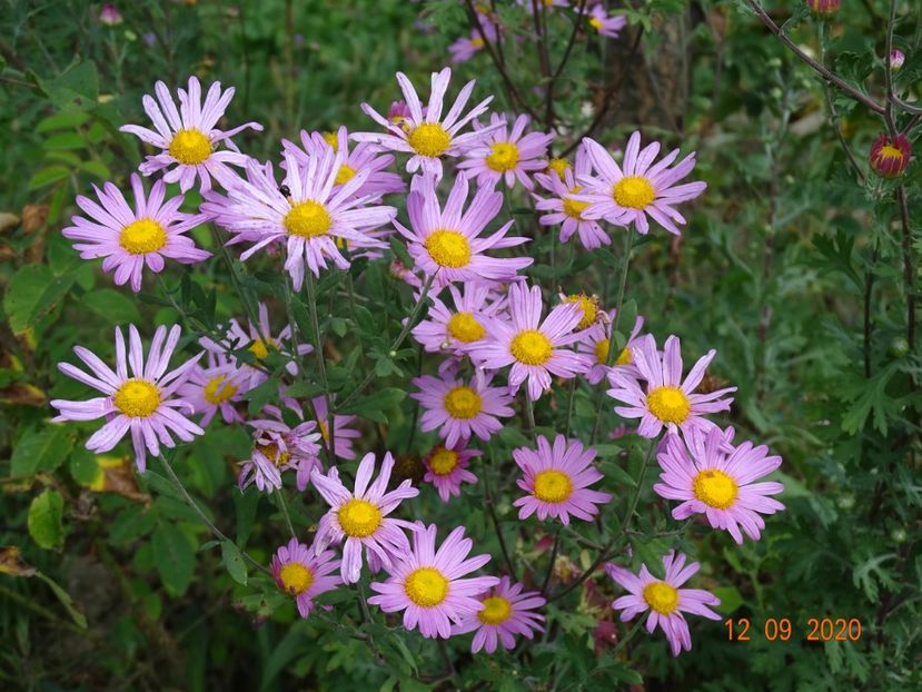 chrysanthemum Clara Curtis - Dobarland 2020 5