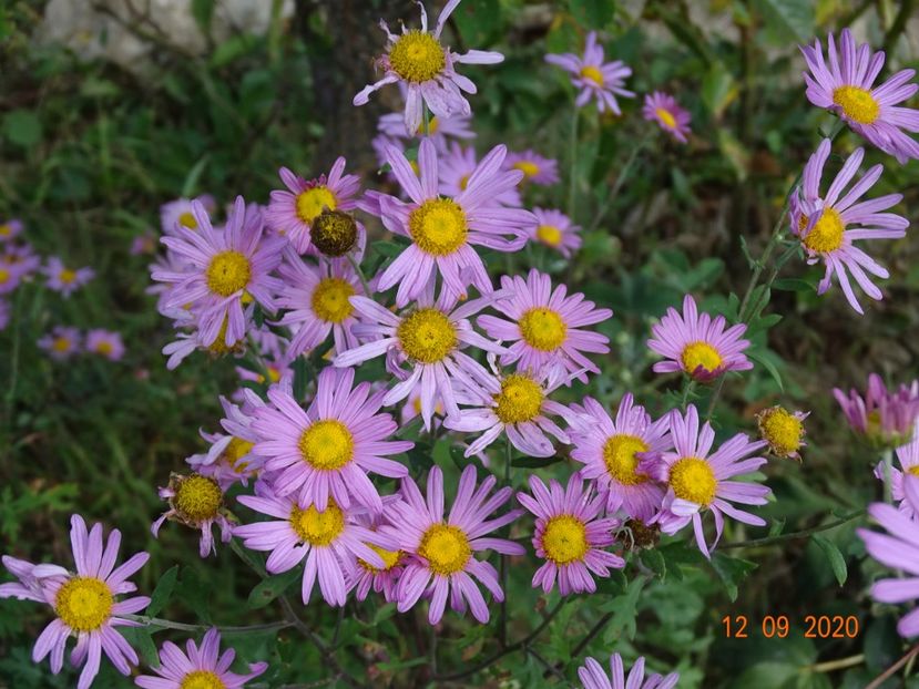 chrysanthemum Clara Curtis - Dobarland 2020 5