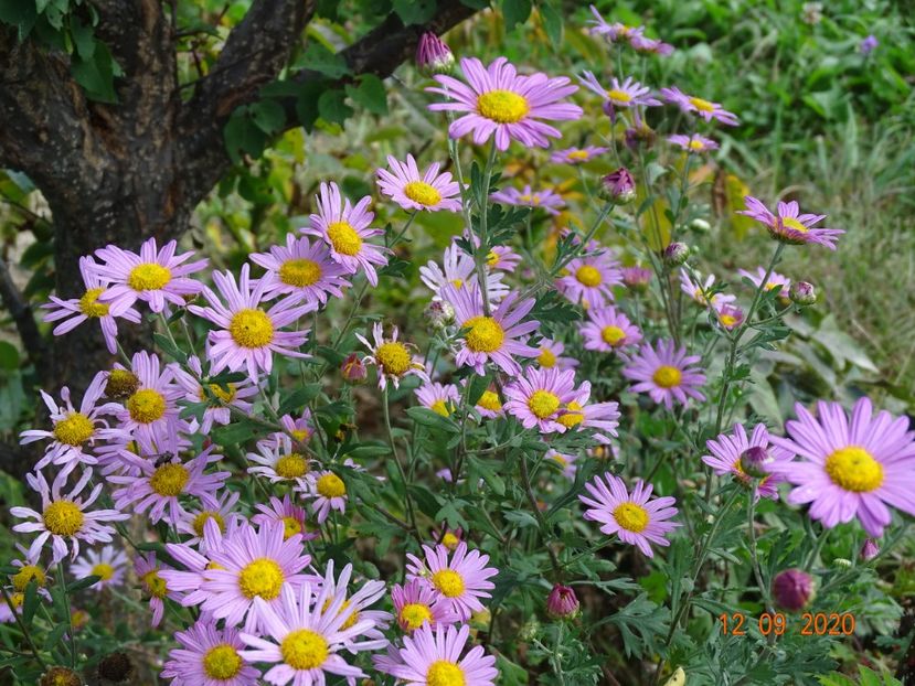 chrysanthemum Clara Curtis - Dobarland 2020 5