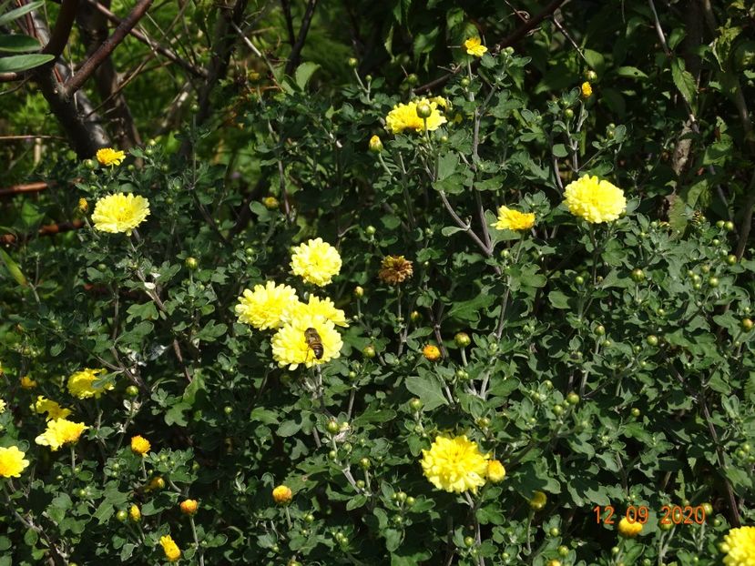 chrysanthemum Nantyderry Sunshine - Dobarland 2020 5