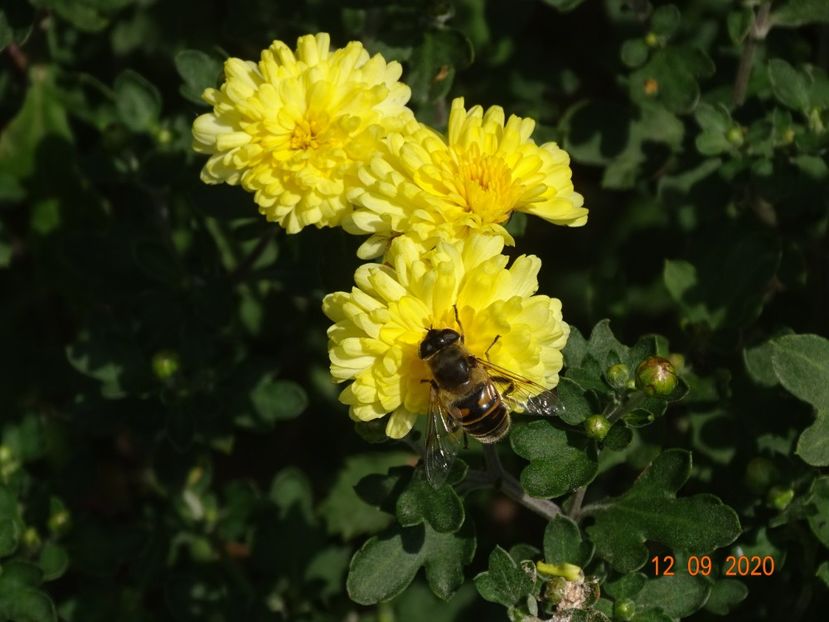 chrysanthemum Nantyderry Sunshine - Dobarland 2020 5