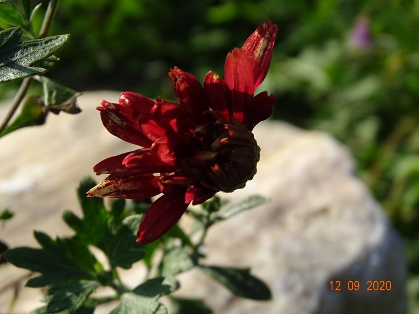 chrysanthemum Red Velvet - Dobarland 2020 5