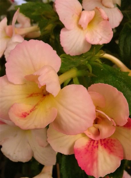  - 0000 ACHIMENES