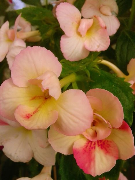  - 0000 ACHIMENES