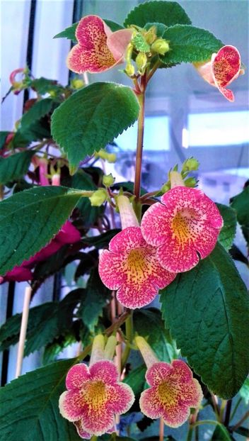  - colectia mea de achimenes 001 2020