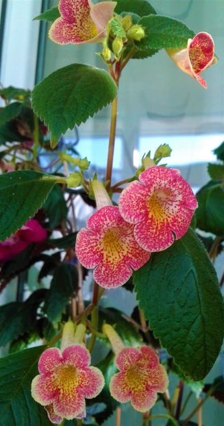  - colectia mea de achimenes 001 2020