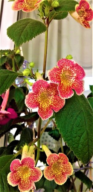  - colectia mea de achimenes 001 2020