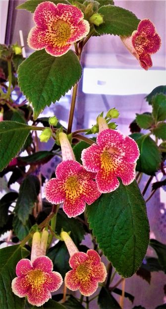  - colectia mea de achimenes 001 2020