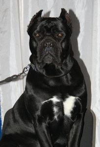  - Cane Corso Italiano METAL POWER KENNEL