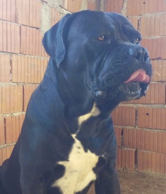 10694330_1553205741559159_5825185935804304497_o - Cane Corso Italiano METAL POWER KENNEL