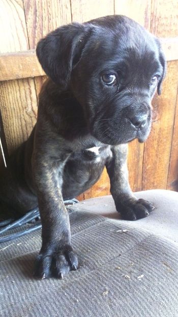 12694625_1698459247033807_7224274080441529933_o - Cane Corso Italiano METAL POWER KENNEL