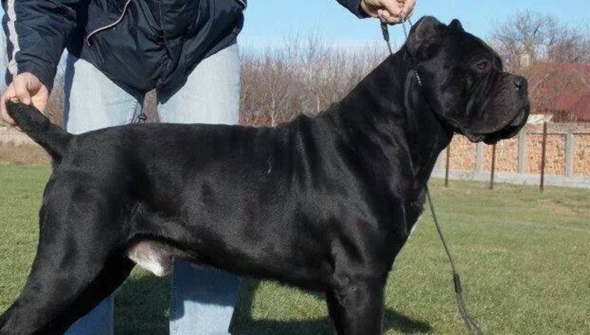  - Cane Corso Italiano METAL POWER KENNEL