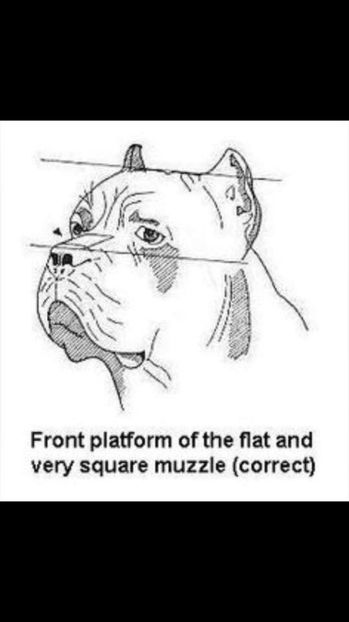  - Cane Corso Italiano METAL POWER KENNEL