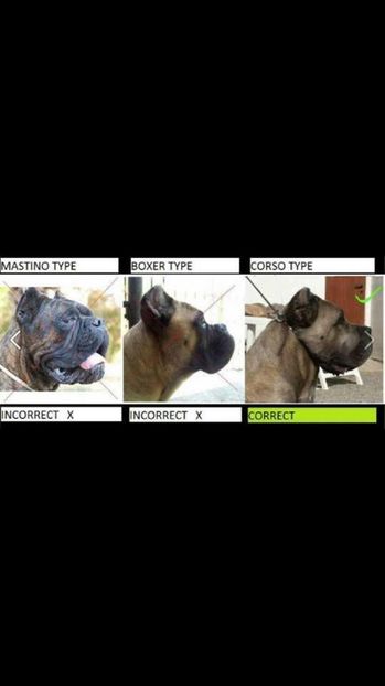  - Cane Corso Italiano METAL POWER KENNEL