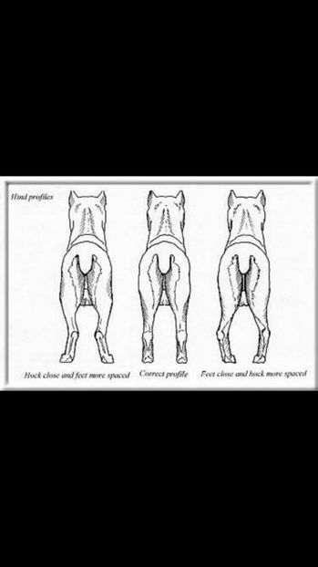  - Cane Corso Italiano METAL POWER KENNEL