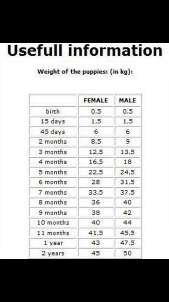  - Cane Corso Italiano METAL POWER KENNEL