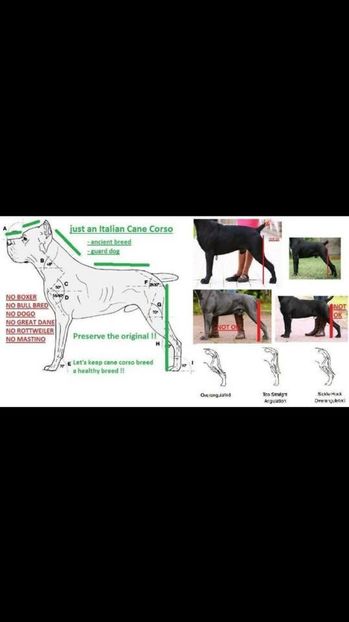  - Cane Corso Italiano METAL POWER KENNEL