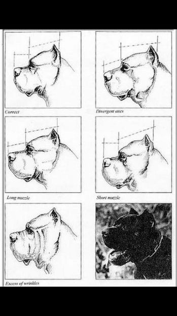  - Cane Corso Italiano METAL POWER KENNEL