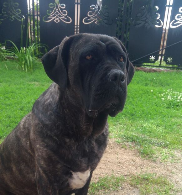  - Cane Corso Italiano METAL POWER KENNEL