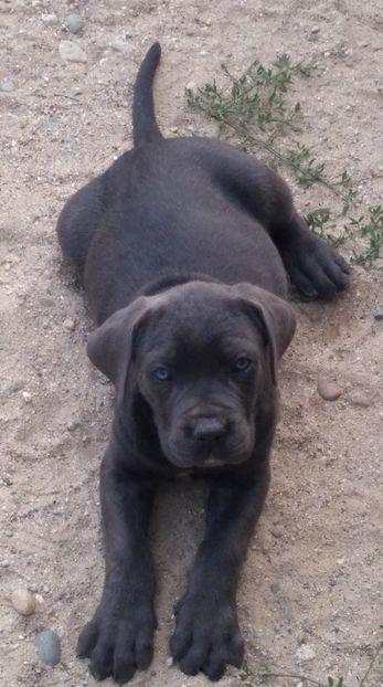  - Cane Corso Italiano METAL POWER KENNEL