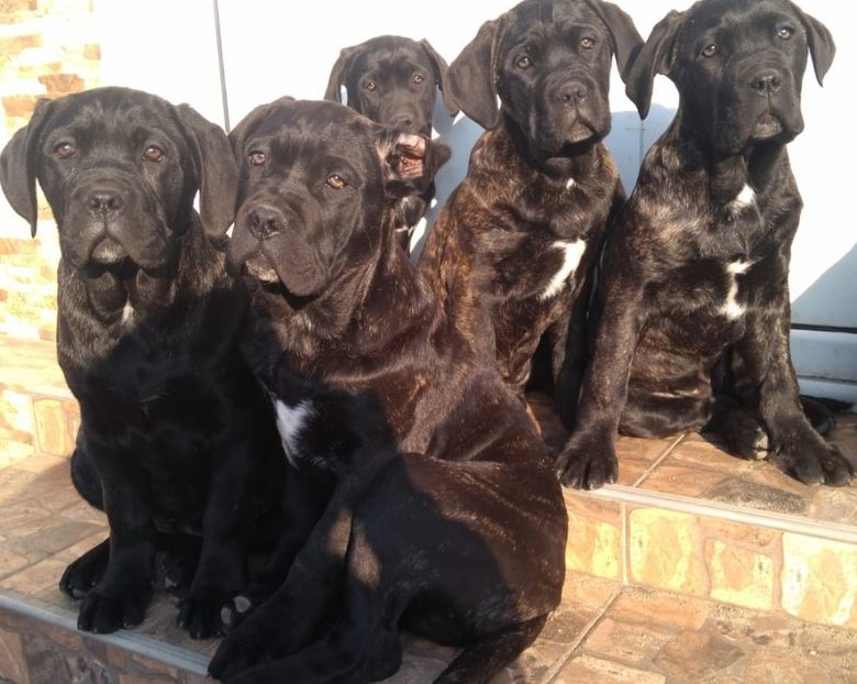 IMG-20181230-WA0015 - Cane Corso Italiano METAL POWER KENNEL