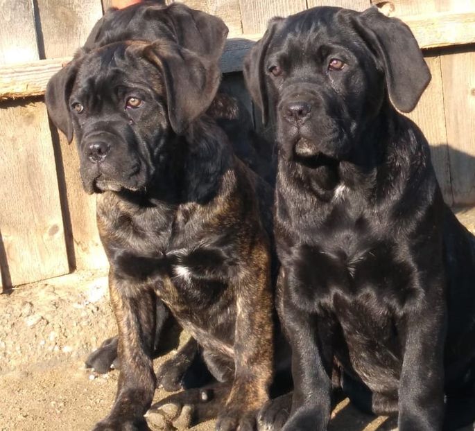 IMG-20190105-WA0007 - Cane Corso Italiano METAL POWER KENNEL
