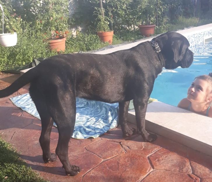 IMG-20190721-WA0000 - Cane Corso Italiano METAL POWER KENNEL
