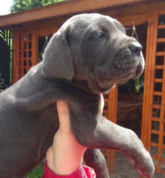 100839810_145373550403193_3982393436056584192_o - Cane Corso Italiano METAL POWER KENNEL
