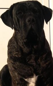  - Cane Corso Italiano METAL POWER KENNEL