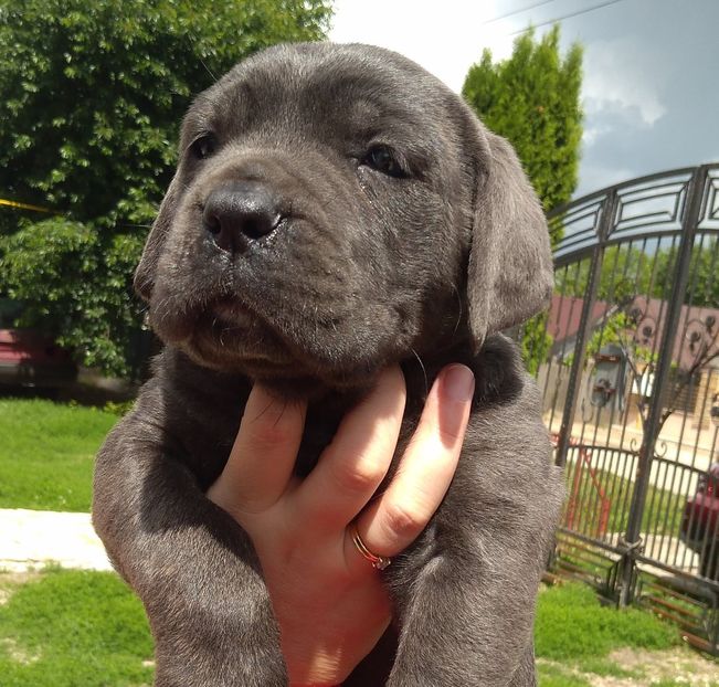 100973903_145373157069899_4774836076357353472_o - Cane Corso Italiano METAL POWER KENNEL