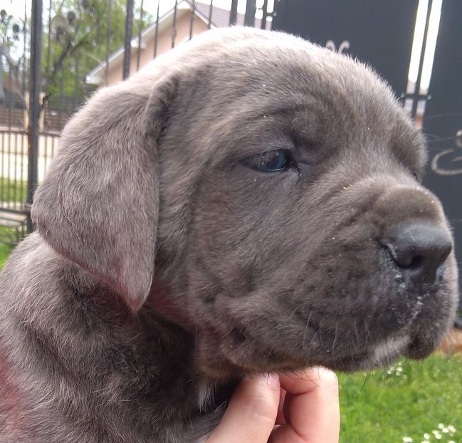 101281815_145373143736567_3931754427311980544_o - Cane Corso Italiano METAL POWER KENNEL