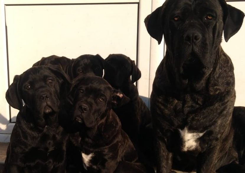  - Cane Corso Italiano METAL POWER KENNEL
