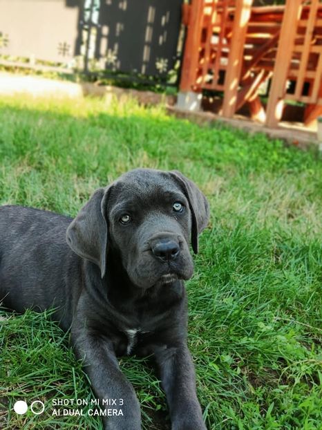  - Cane Corso Italiano METAL POWER KENNEL