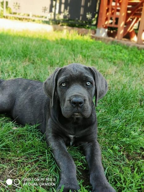  - Cane Corso Italiano METAL POWER KENNEL