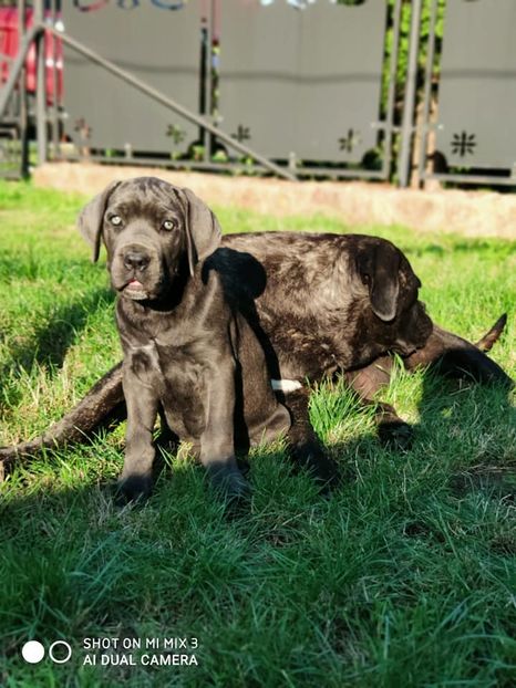  - Cane Corso Italiano METAL POWER KENNEL