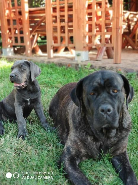  - Cane Corso Italiano METAL POWER KENNEL