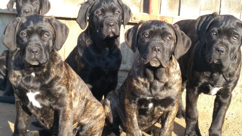 IMG-20190105-WA0004 - Cane Corso Italiano METAL POWER KENNEL