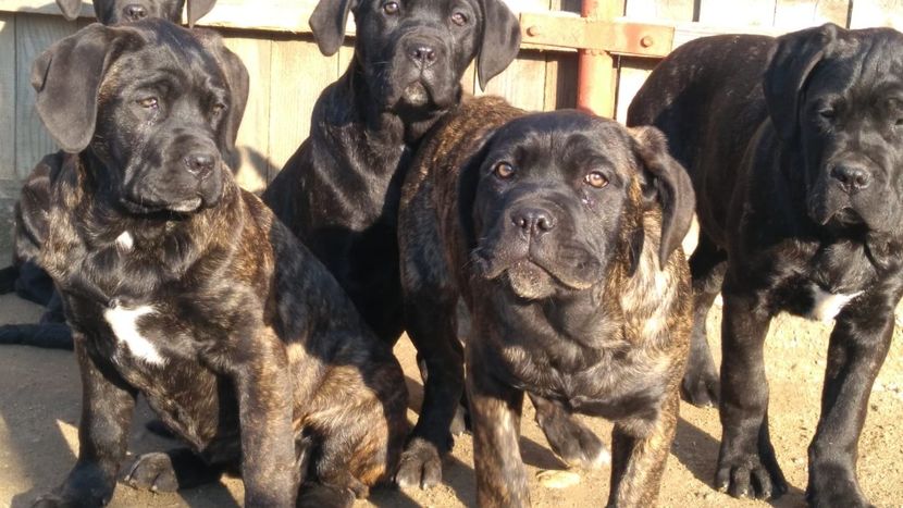 IMG-20190105-WA0005 - Cane Corso Italiano METAL POWER KENNEL