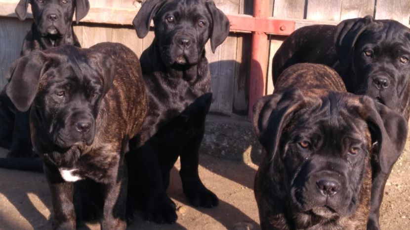 IMG-20190105-WA0006 - Cane Corso Italiano METAL POWER KENNEL