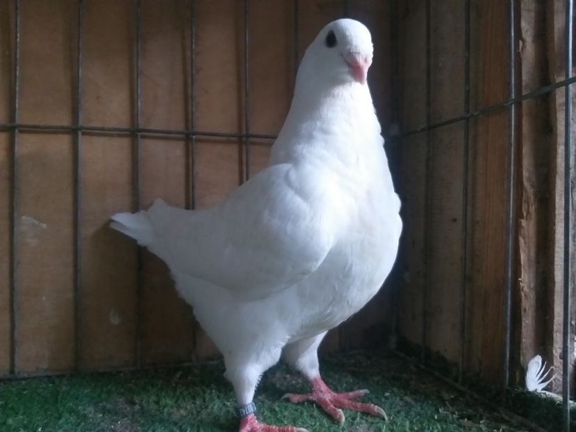 F 2020 Vanduta lui UCU - De Vanzare din toamna 2020