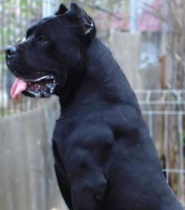 71296189_2432236896872822_3159823700413382656_o - Cane Corso Italiano METAL POWER KENNEL