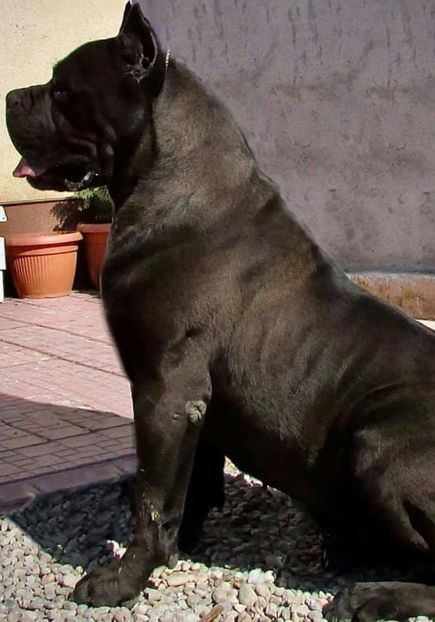  - Cane Corso Italiano METAL POWER KENNEL