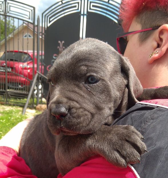  - Cane Corso Italiano METAL POWER KENNEL