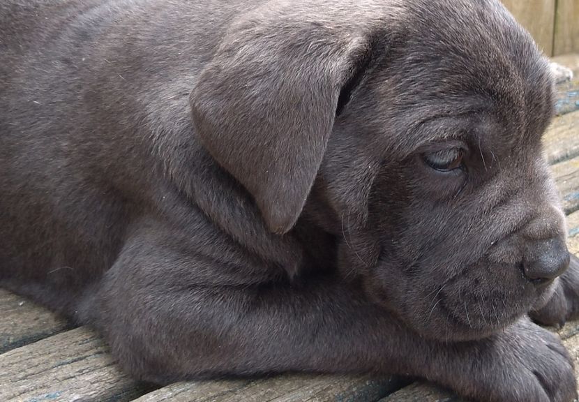  - Cane Corso Italiano METAL POWER KENNEL
