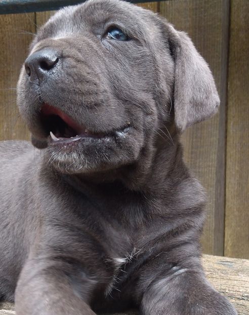  - Cane Corso Italiano METAL POWER KENNEL